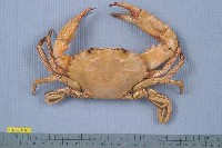 藏品(日本蟳)的圖片